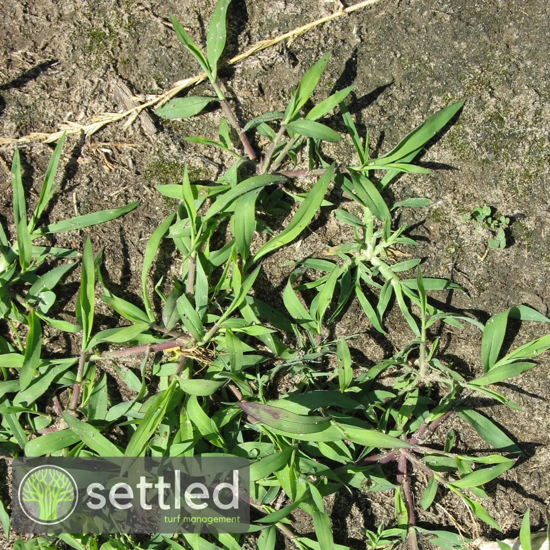 Summer grass